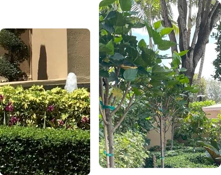 A collage of two pictures with trees and bushes.